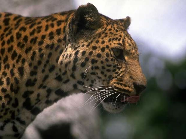 Madagascar Property