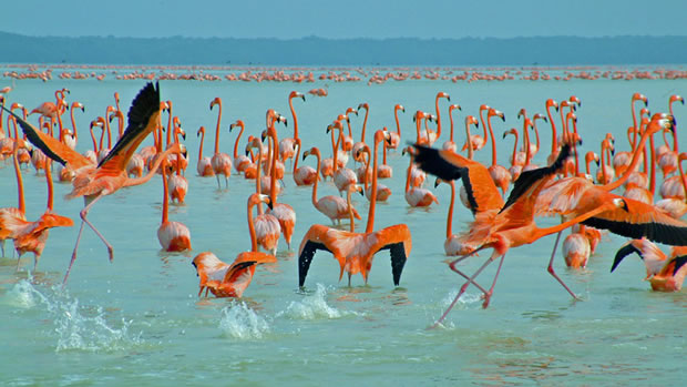 Costa Del Este Panama